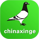 中国信鸽信息网app